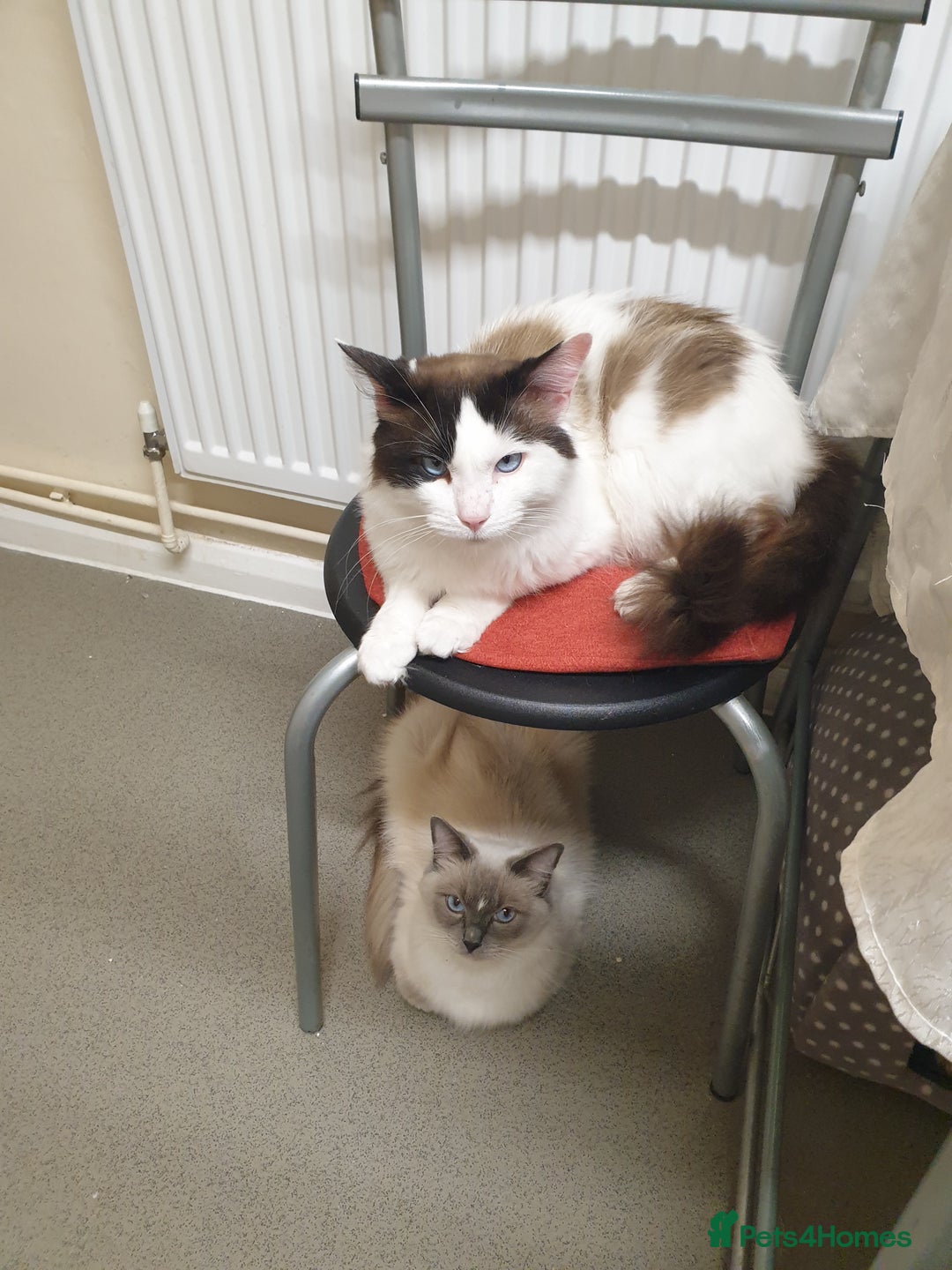 Ragdoll cats for sale: Ragdoll kittens  - Image 6