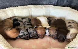 Jack Russell dogs for sale: Beautiful Rare Merle Mini Jack Russell Puppies  - Image 1