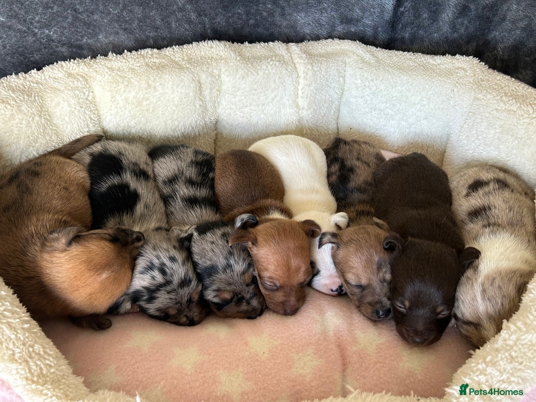 Jack Russell dogs for sale: Beautiful Rare Merle Mini Jack Russell Puppies  - Image 1