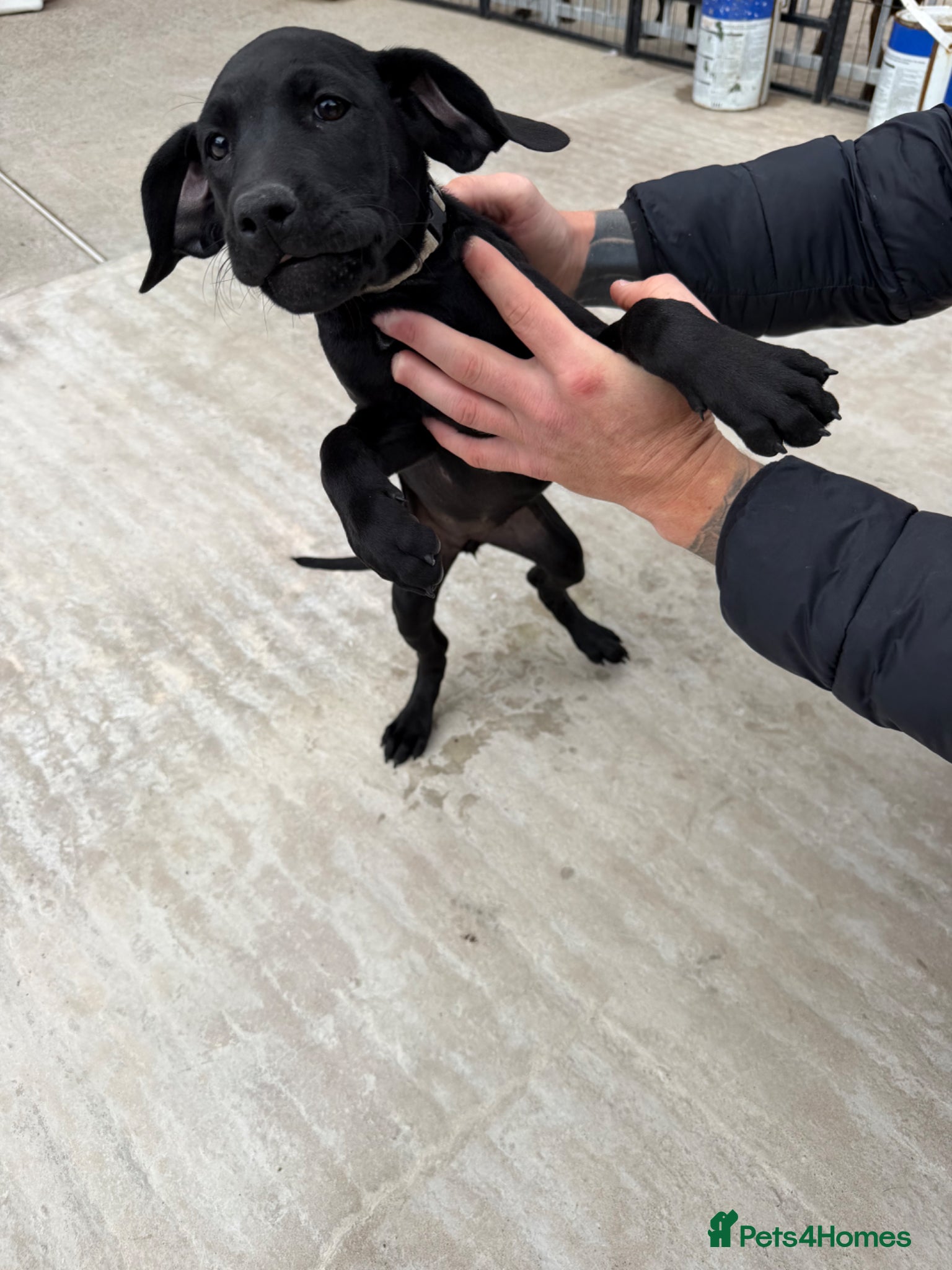Mixed Breed dogs Lab x - Advert 2