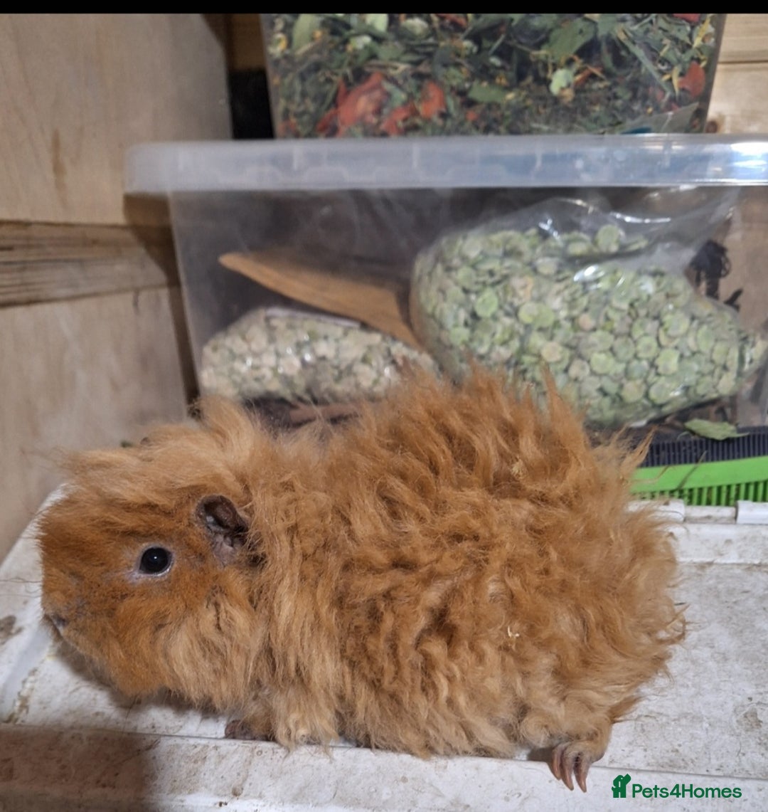Guinea Pig rodents for sale: Pair of Guinea pig sows ( girls) ready now  - Advert 4