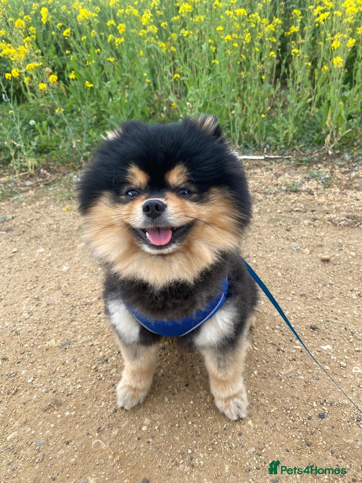 Pomeranian dogs Adorable Teddy Bear Pomeranian for Sale  - Advert 2