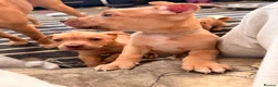 Mixed Breed dogs for sale: Staffy X puppies for sale  - Advert 4