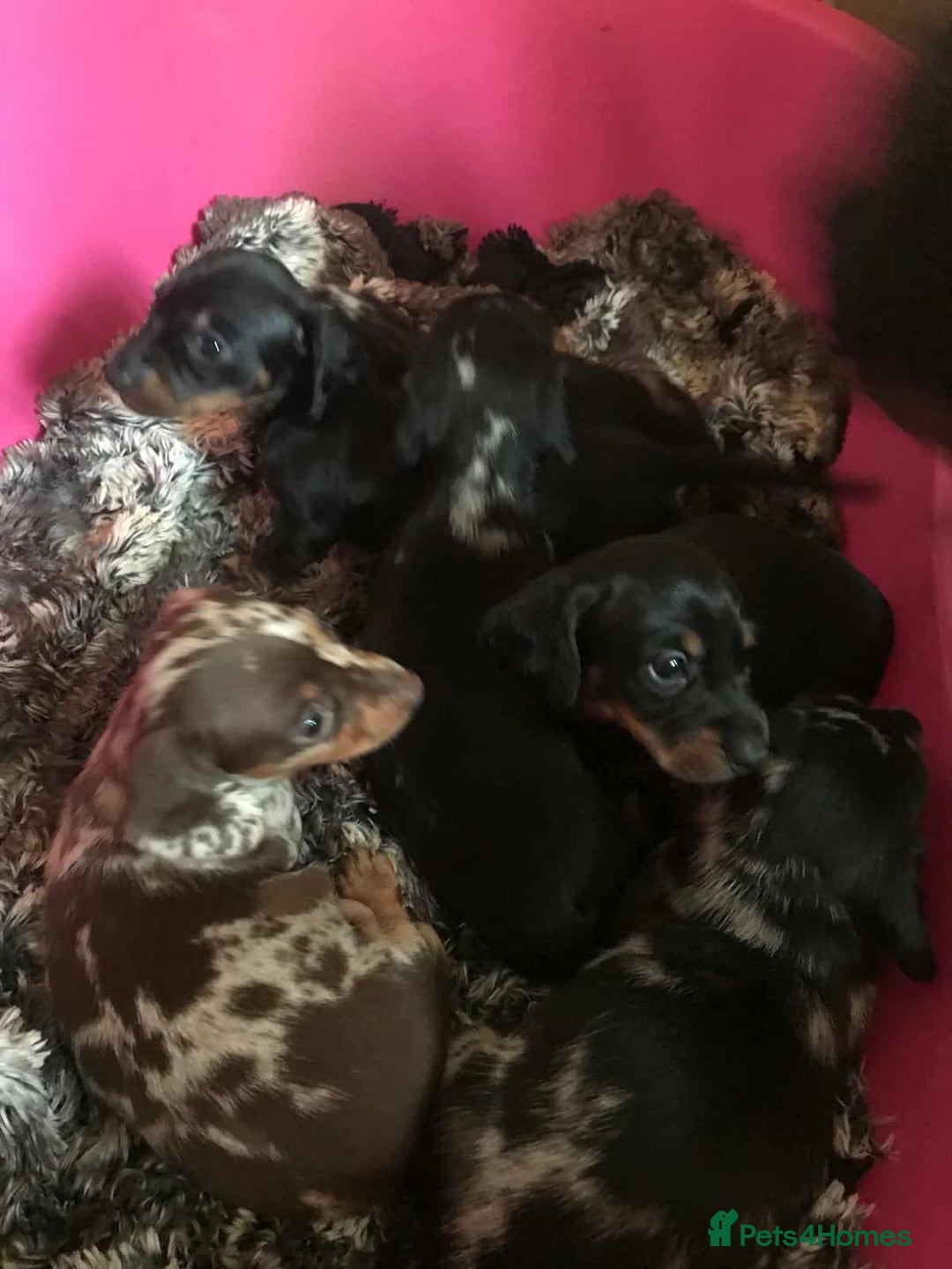 Miniature Dachshund dogs for stud: Isabella and Tan miniature dachshund for stud - Advert 13