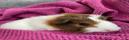 Guinea Pig rodents for sale: Gorgeous Female Guinea Pigs - Advert 6