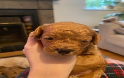 Cavapoochon dogs for sale: 🐾 Adorable F1b Cavapoochon Puppies- Ready Soon!🐾 - Image 6