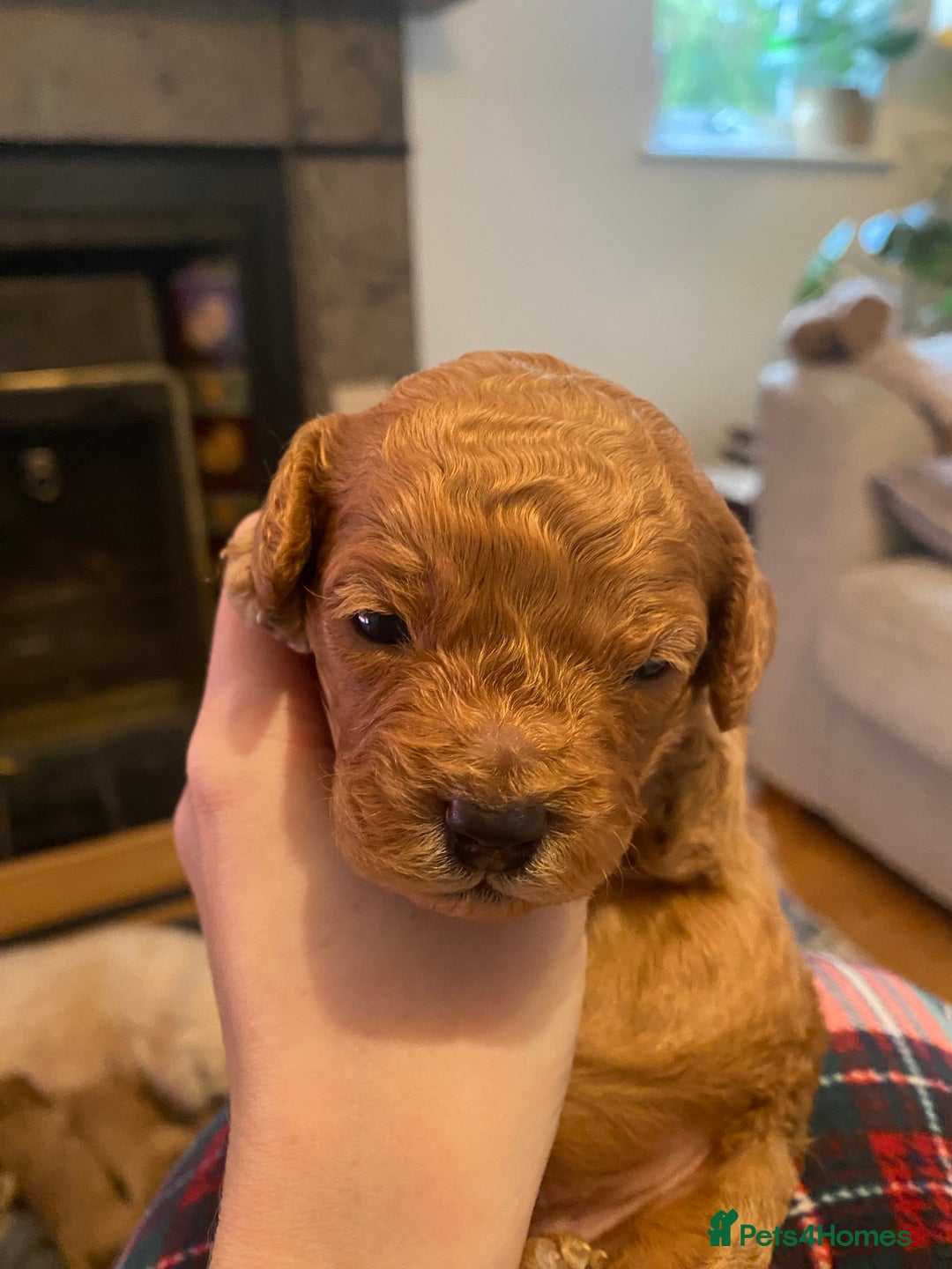 Cavapoochon dogs for sale: 🐾 Adorable F1b Cavapoochon Puppies- Ready Soon!🐾 - Image 6