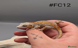 Gecko reptiles for sale: Orange & Red Stripe Gargoyle Gecko CB25 - Image 1