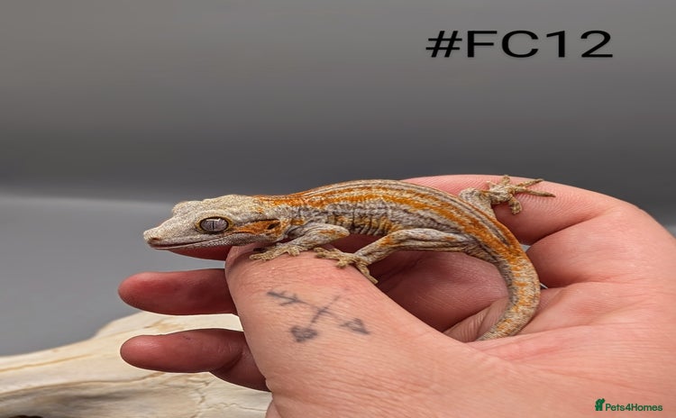 Gecko reptiles - Advert 1