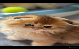Scottish Fold cats for sale: purebred kittens Gold Scottish Fold Chinchilla - Image 20