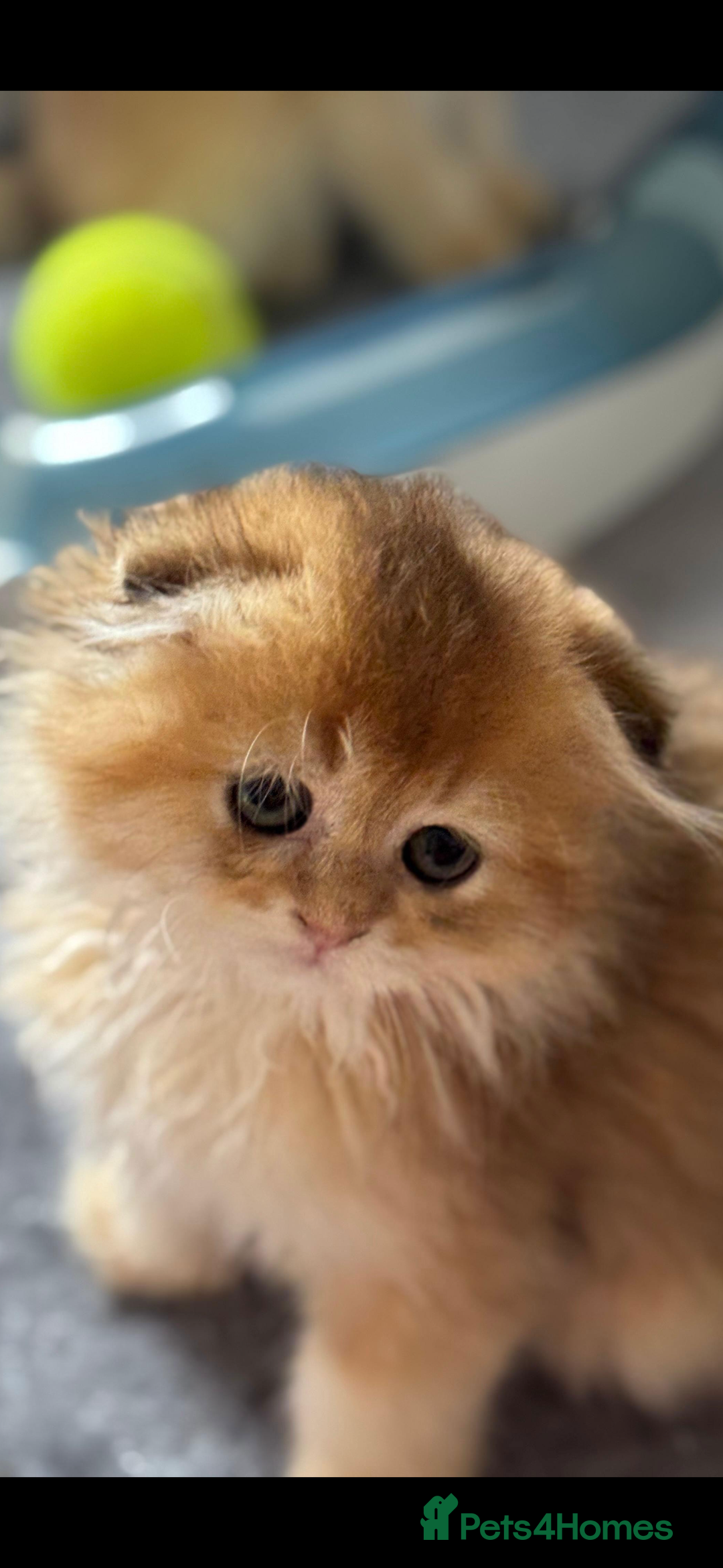 Scottish Fold cats for sale: purebred kittens Gold Scottish Fold Chinchilla - Image 20