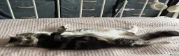 Mixed Breed cats for sale: 4 healthy chunky kittens - Advert 8