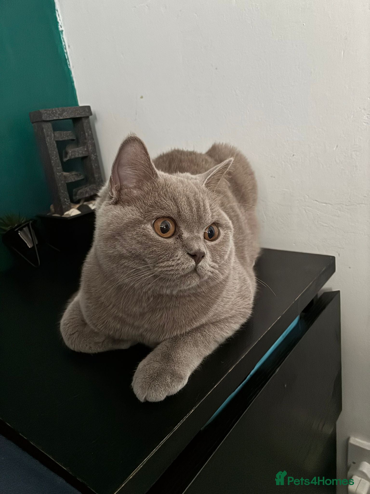 British Shorthair cats 8 Month Lilac BSH Male Nuetered - Advert 6