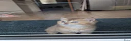 British Shorthair cats for sale: Two adorable little kittens 😍 - Advert 6