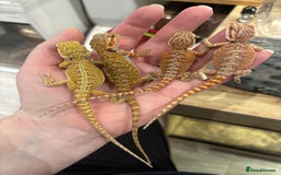 Python Snake reptiles for sale: Royal Pythons, Boa Constrictor & Bearded Dragons in Sleaford - Image 2