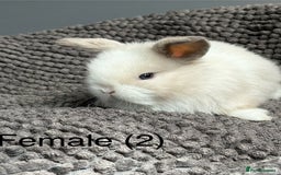 Dwarf Lop rabbits for sale: Pure bred dwarf lops - Image 2