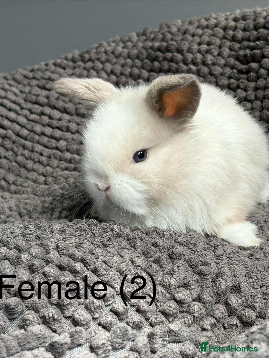Dwarf Lop rabbits for sale: Pure bred dwarf lops - Image 2