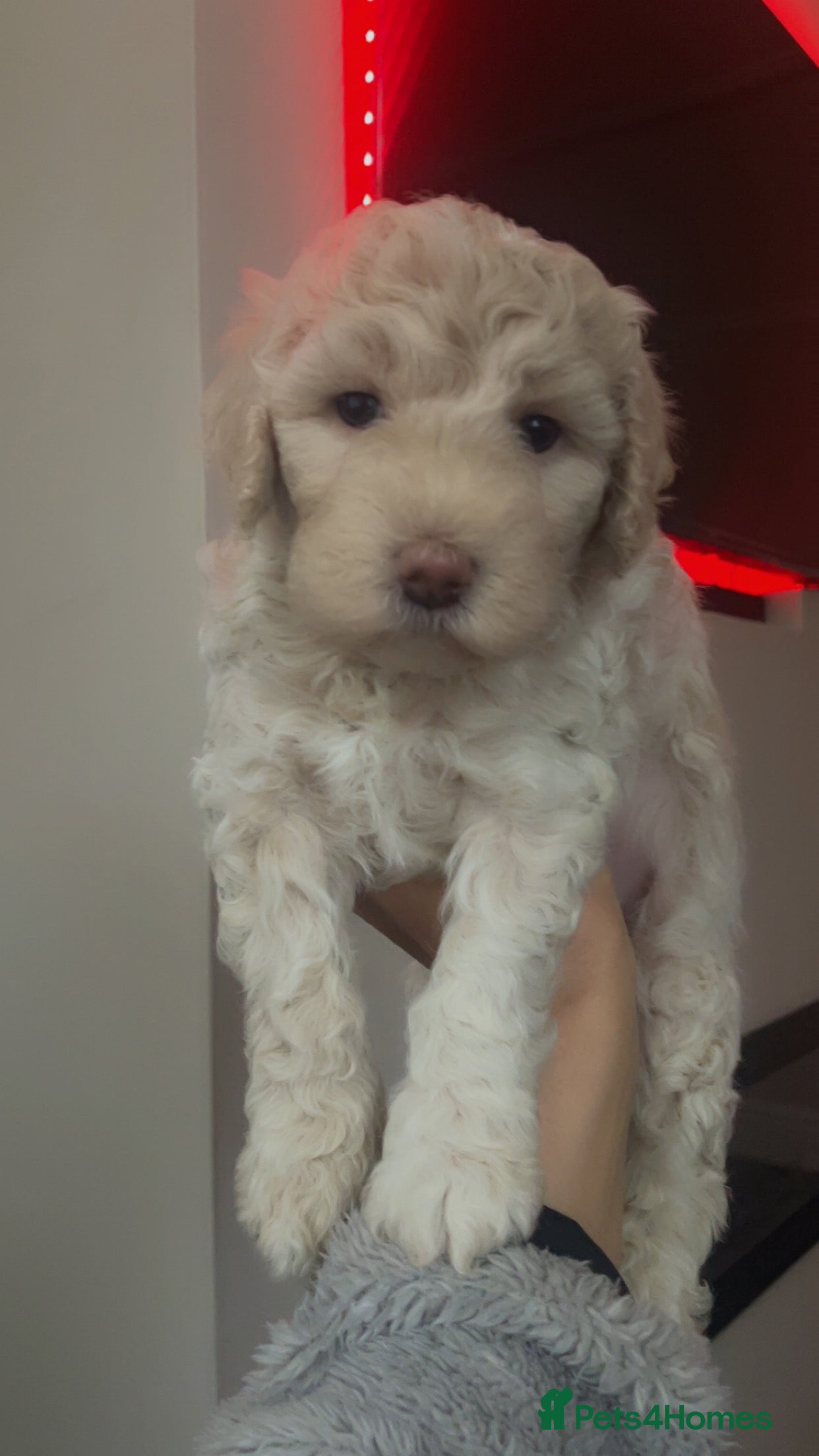 Poochon dogs for sale: Ready to leave NOW poochons🐶❤️ - Advert 24