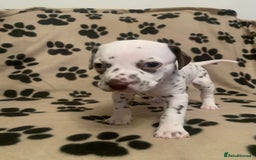 Dalmatian dogs for sale: KC Dalmatian Puppies  - Image 15