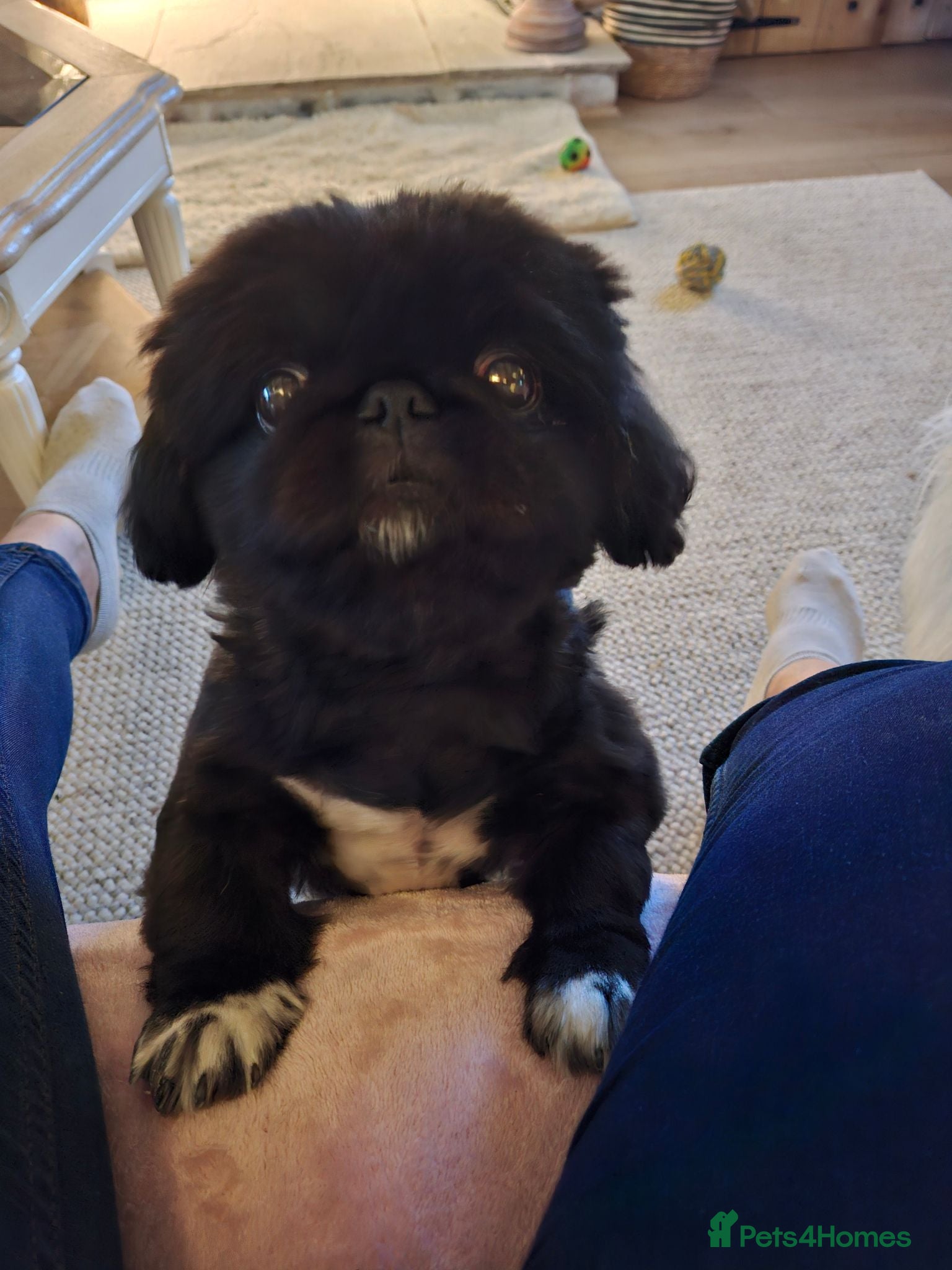 Pekingese dogs Pekingese female black  - Advert 1