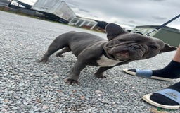 French Bulldog dogs for sale: French Bulldog  bitch for sale! - Image 2