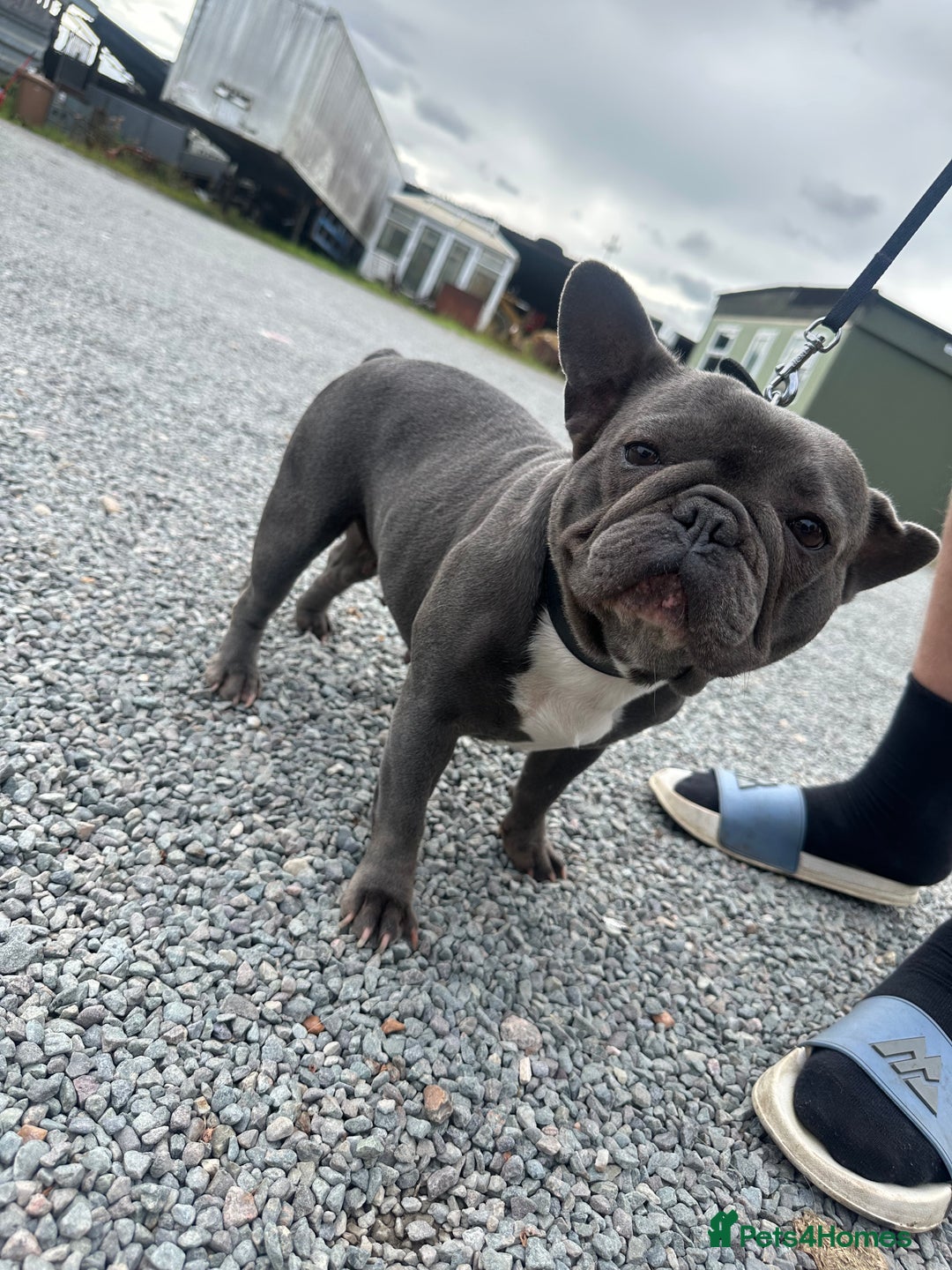 French Bulldog dogs for sale: French Bulldog  bitch for sale! - Image 2