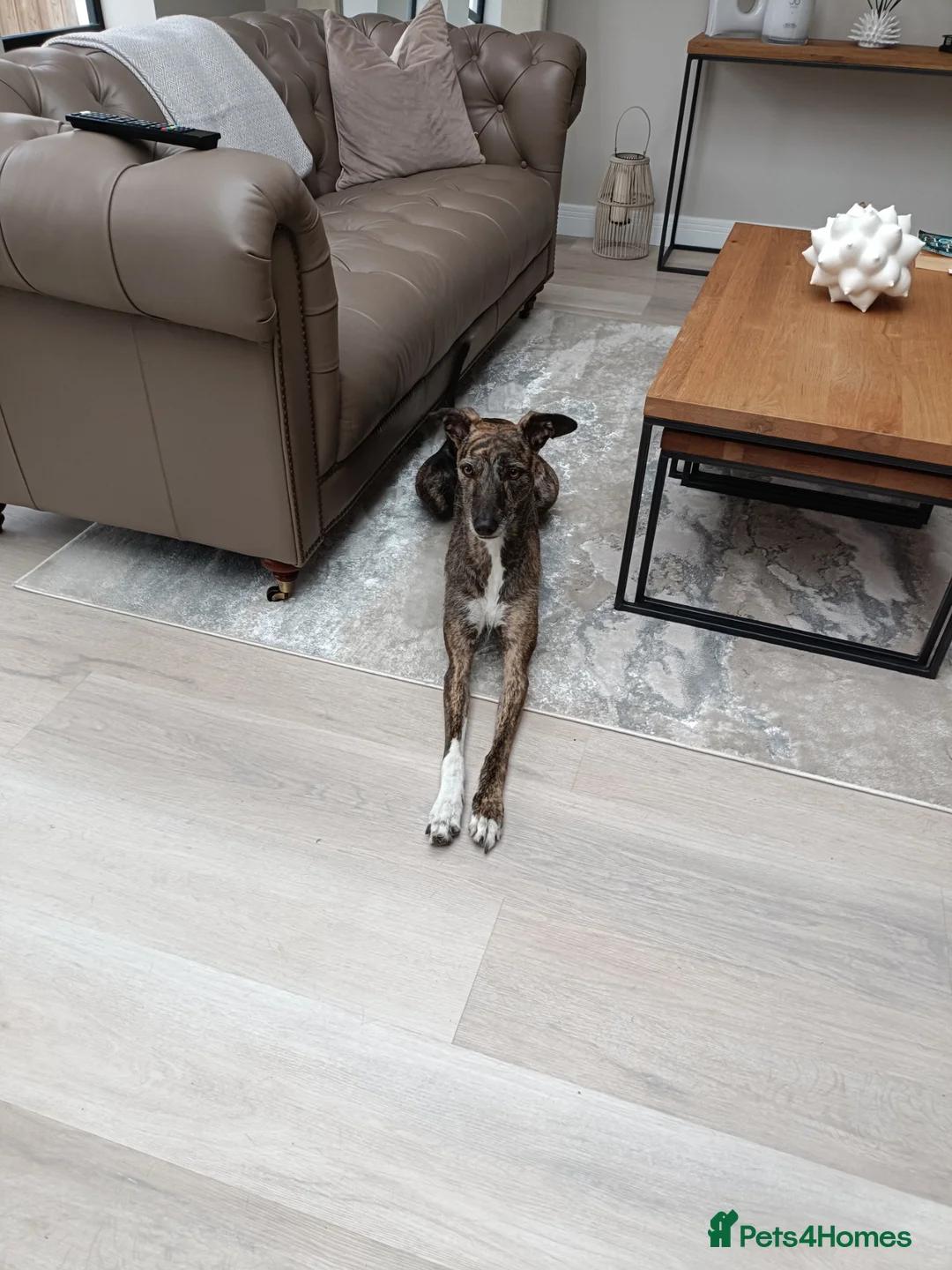 Lurcher dogs for sale: Bull x lurcher 4 years old - Advert 2