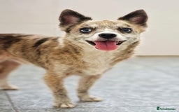 Chihuahua dogs for adoption: Tiger  - Image 4