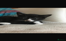 Mixed Breed cats for sale: 2 kittens for sale. - Image 2