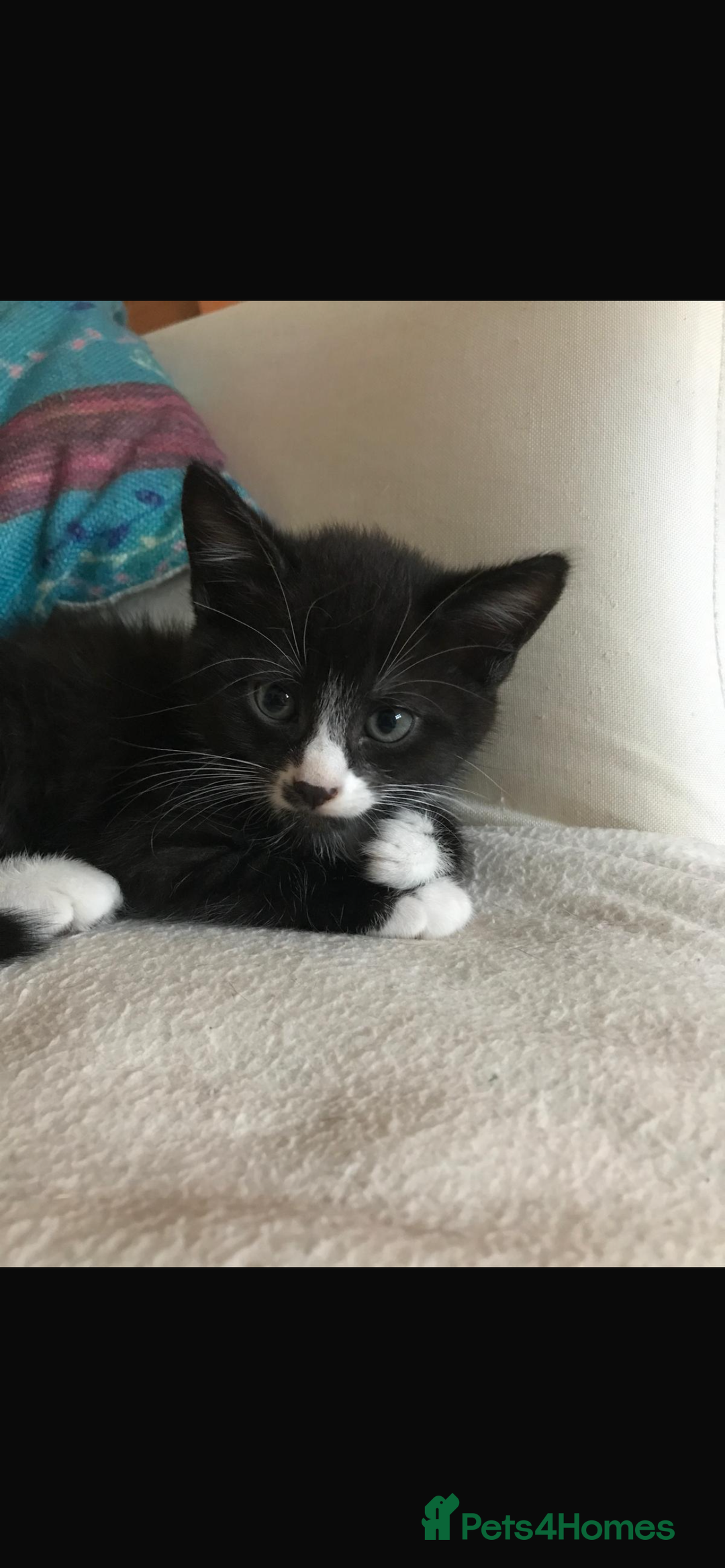 Mixed Breed cats for sale: 2 kittens for sale. - Image 2