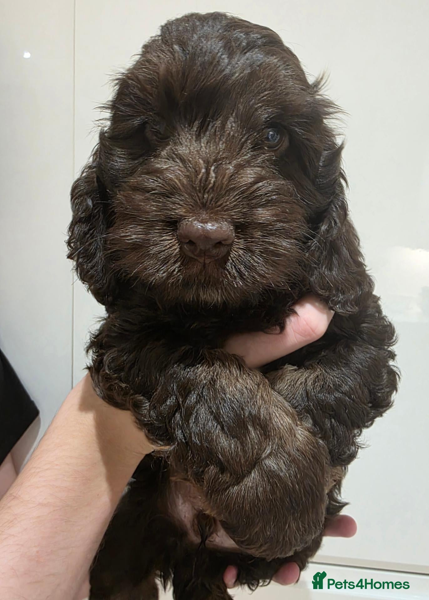 Cockapoo dogs Stunning health tested cockapoos - Advert 1