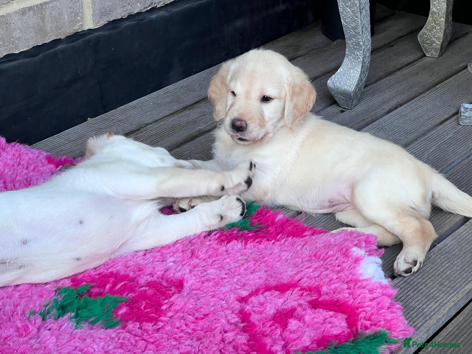 Labradoodle dogs Happy and healthy Labradoodle puppies! - Advert 2