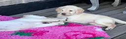 Labradoodle dogs for sale: Happy and healthy Labradoodle puppies! - Advert 4