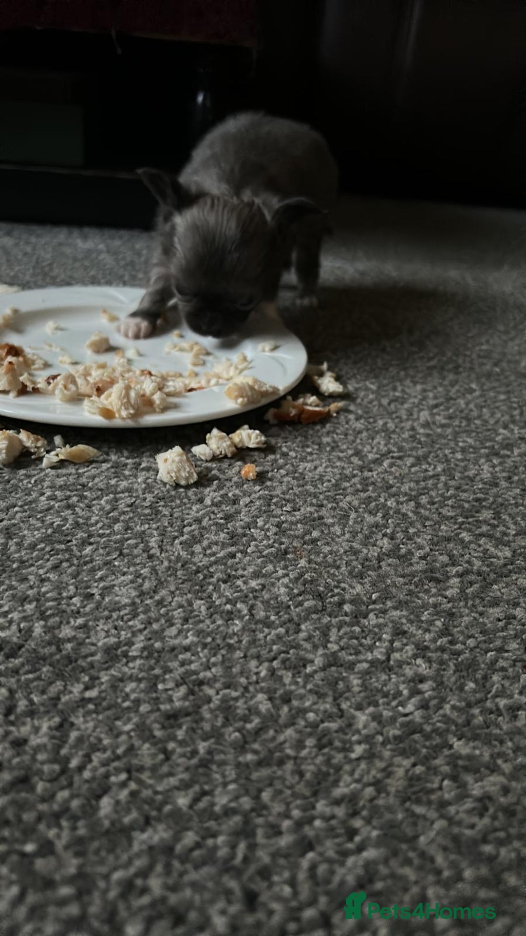 Chihuahua dogs for sale: Chihuahua teacup - Image 15