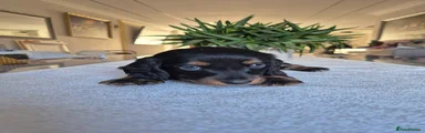 Miniature Dachshund 4