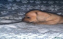 Miniature Dachshund dogs for sale: Kc registered miniature dachshunds  - Image 3