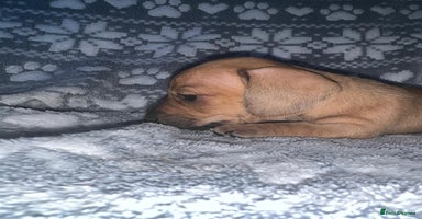 Miniature Dachshund dogs - Advert 5