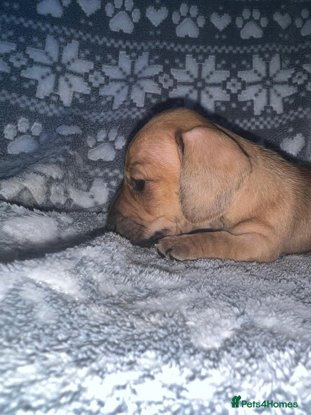 Miniature Dachshund dogs for sale: Kc registered miniature dachshunds  - Image 3