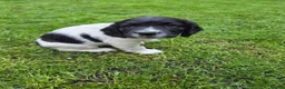 English Springer Spaniel dogs for sale: English springiel spaniel pupies.  in Yeovil - Advert 8
