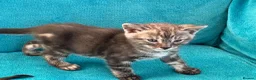 Bengal cats for sale: Beautiful Bengal boys - Advert 11