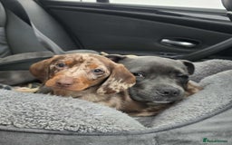 Dachshund dogs for sale: Needs rehoming ASAP - Image 5