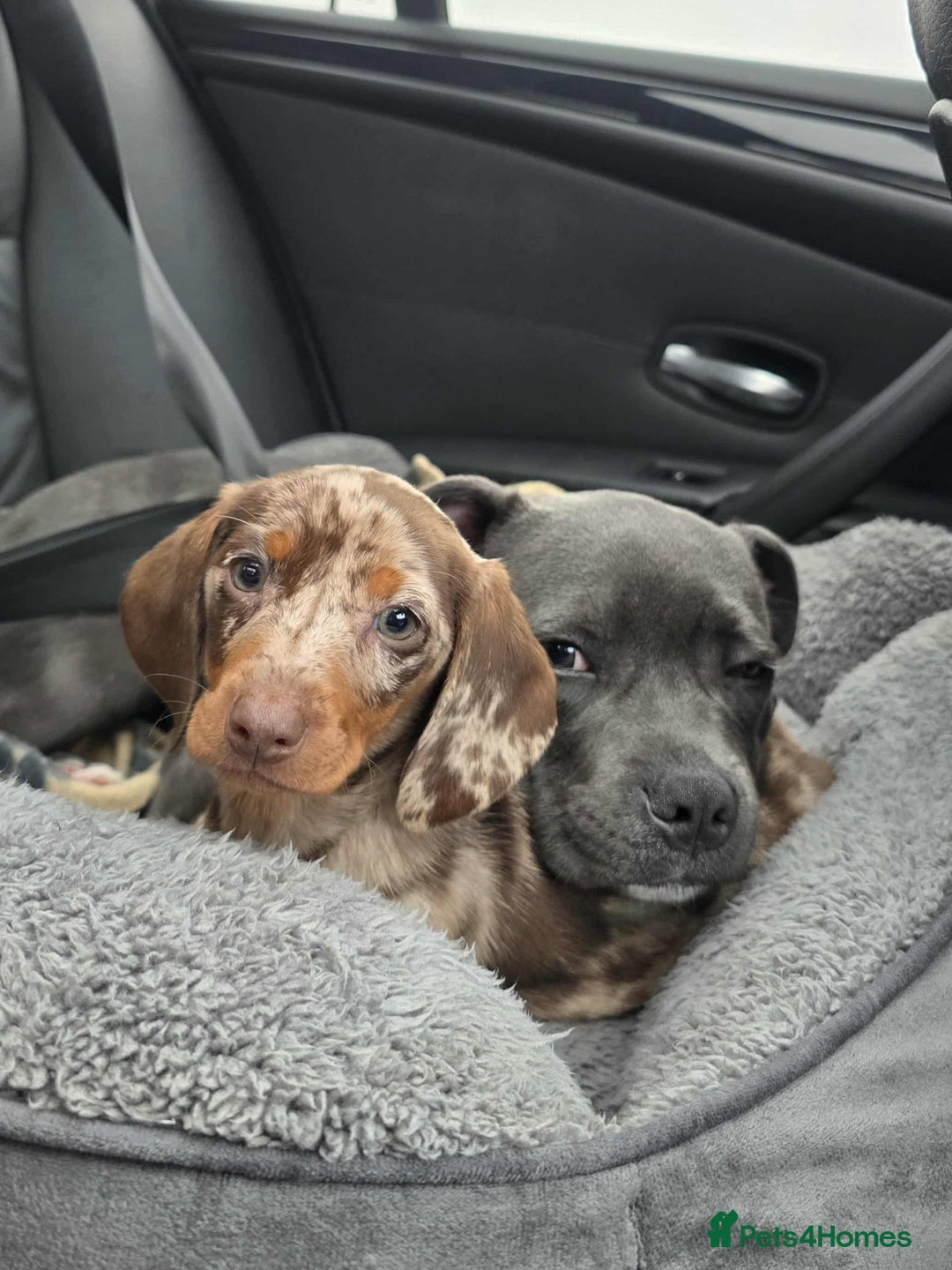 Dachshund dogs for sale: Needs rehoming ASAP - Image 5