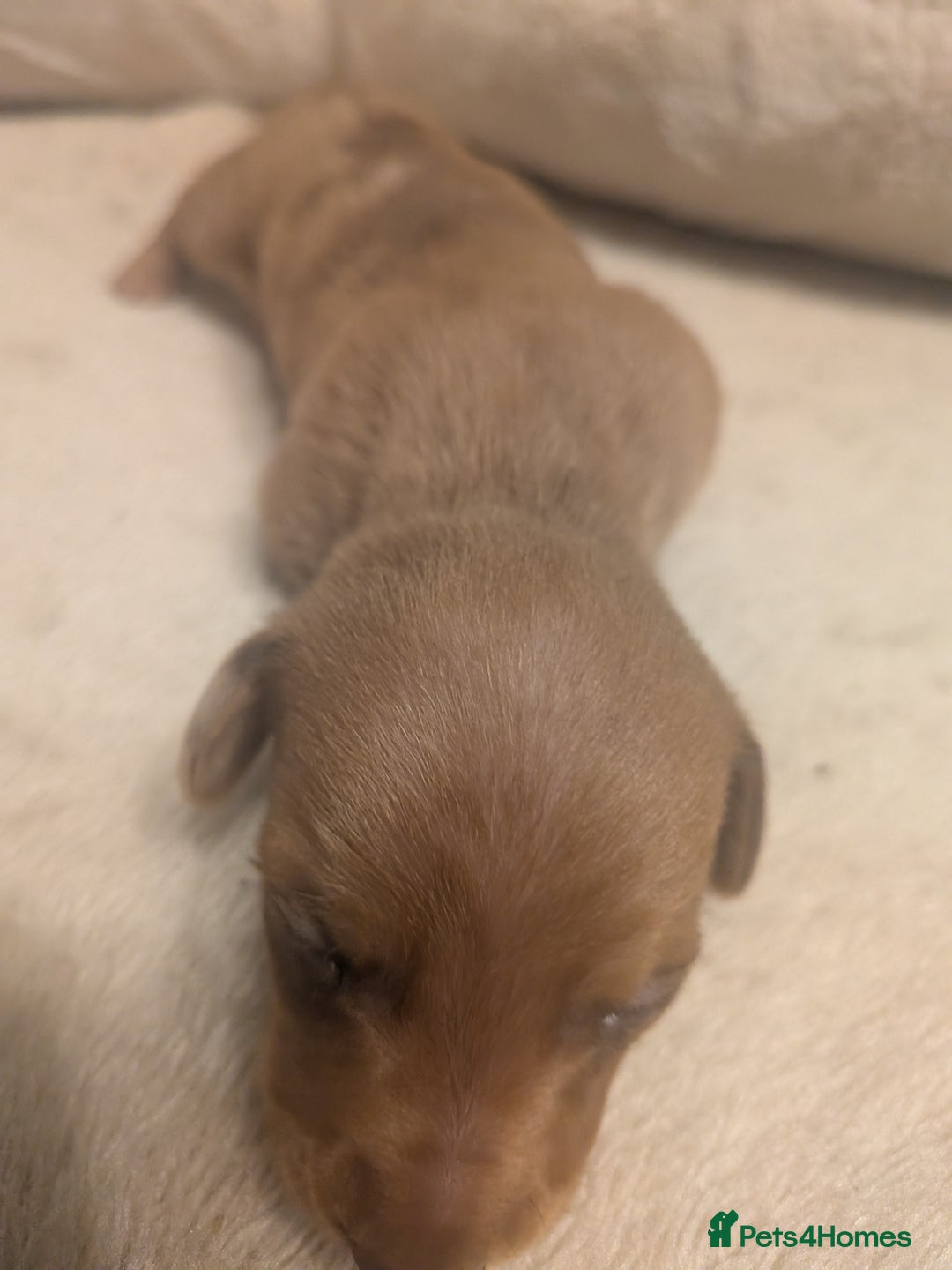 Dachshund dogs for sale: Dachshund puppies  - Advert 19