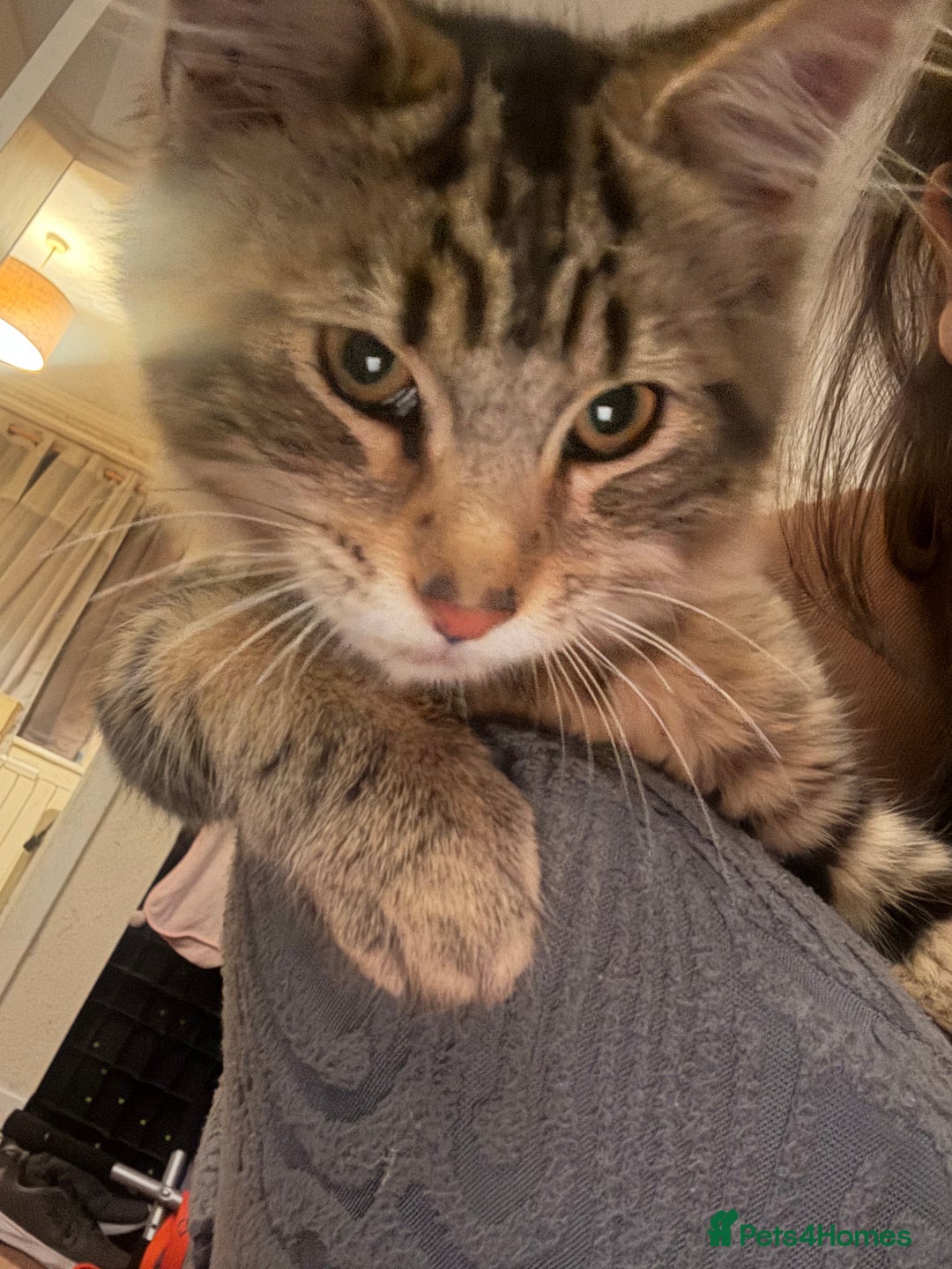 Maine Coon cats for sale: Maine coon boy - Image 5