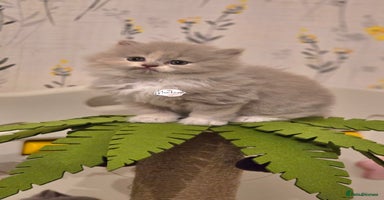 British Shorthair cats - Advert 9