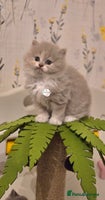 British Shorthair cats - Advert 9