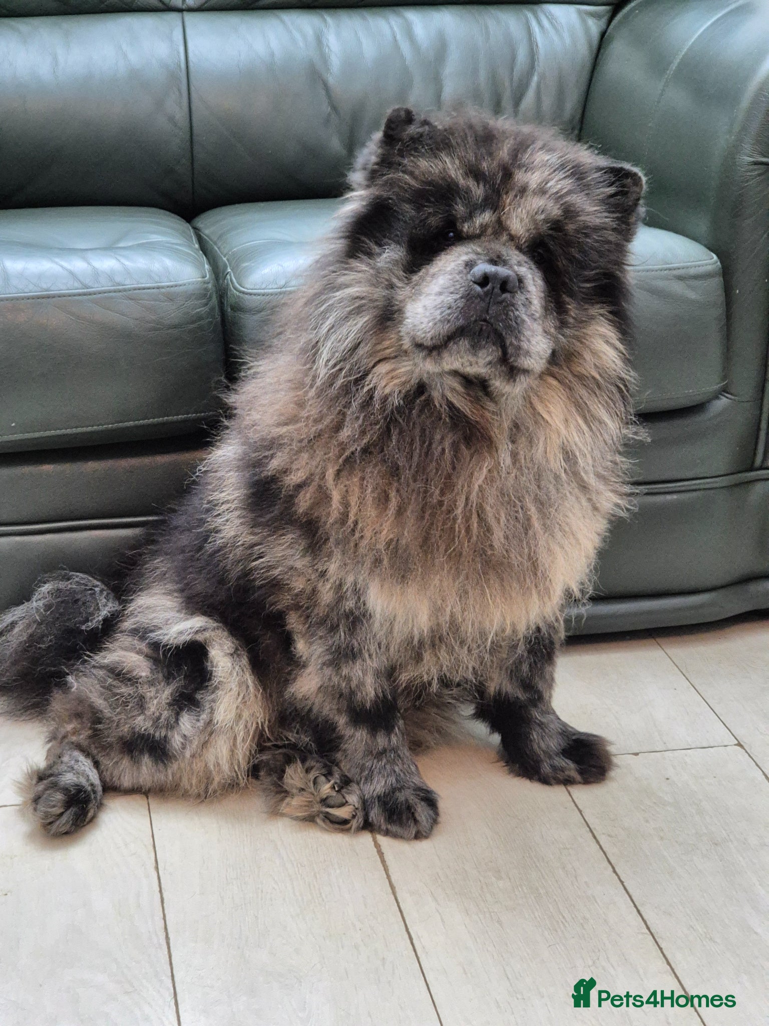 Chow Chow dogs Chow chow adult male looking for his forever home - Advert 9