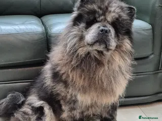 Chow Chow dogs Chow chow adult male looking for his forever home - Advert 2