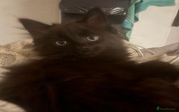 British Longhair cats for sale: 1 male and 1 female 15 week old kittens - Image 13