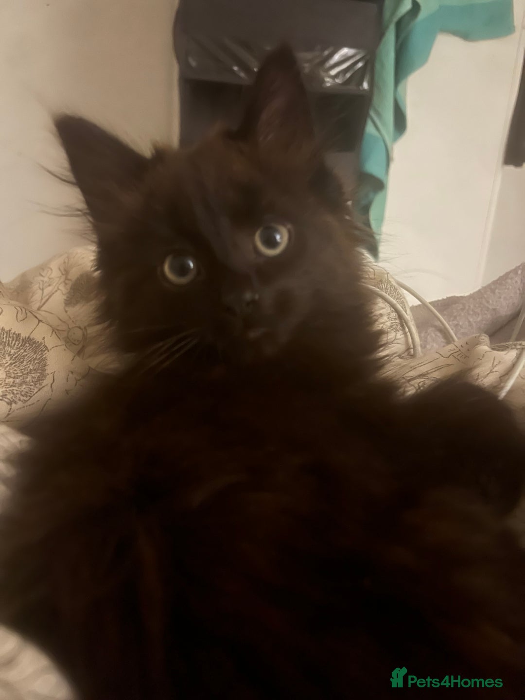British Longhair cats for sale: 1 male and 1 female 15 week old kittens - Image 13